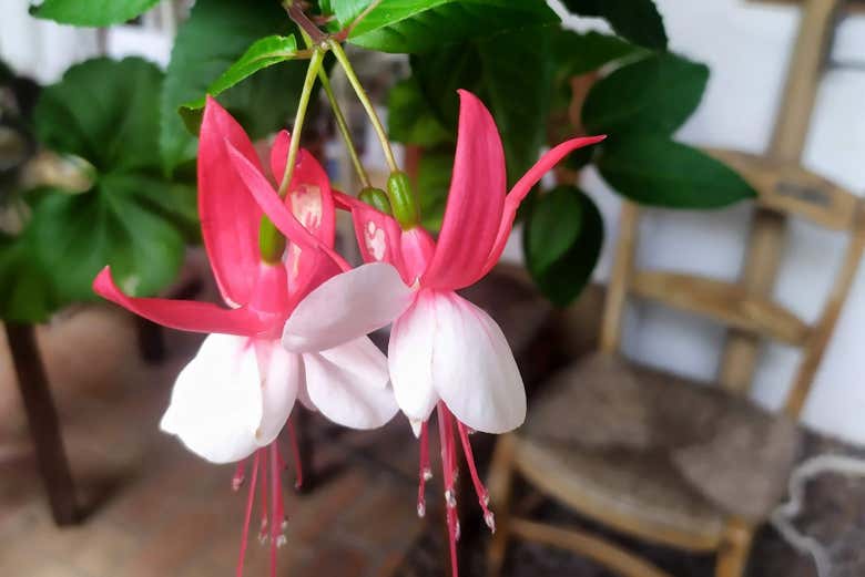 Una de las flores de los patios de Córdoba