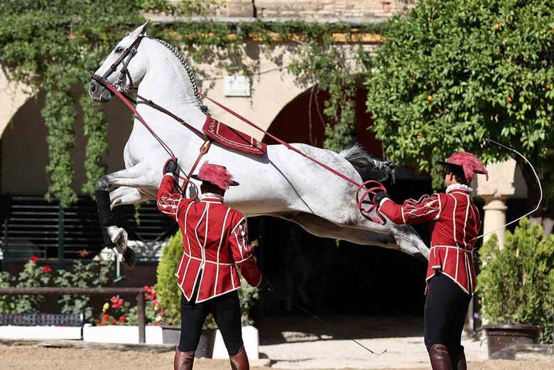 pasión y duende del caballo andaluz 