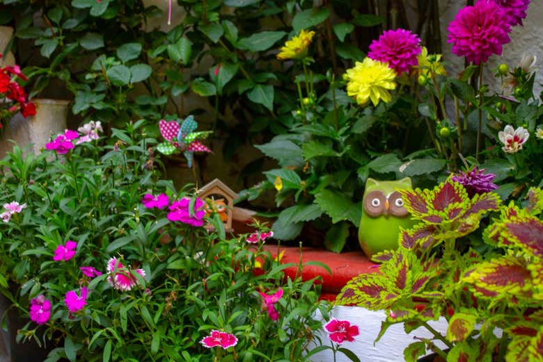 Fleurs dans un patio de Cordoue