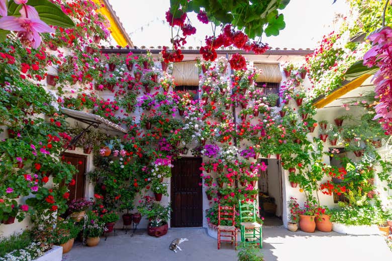 Patios fleuris à Cordoue