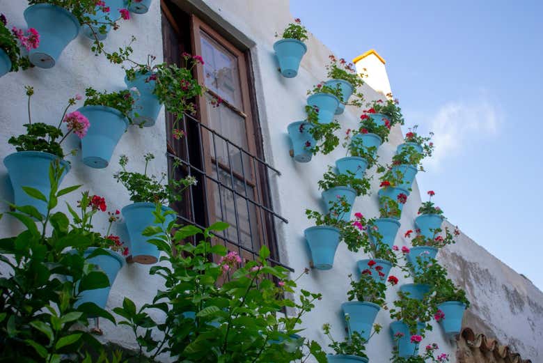 Pots de fleurs dans un patio de la rue La Barrera