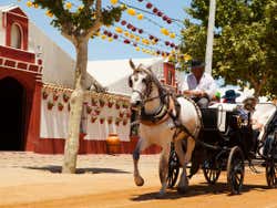 Charrete na Feira de Córdoba