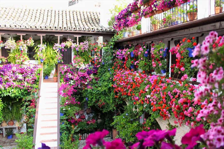 Les couleurs vives des fleurs vous fascineront