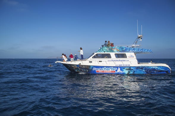 Paseo en catamarán con avistamiento de cetáceos desde Corralejo