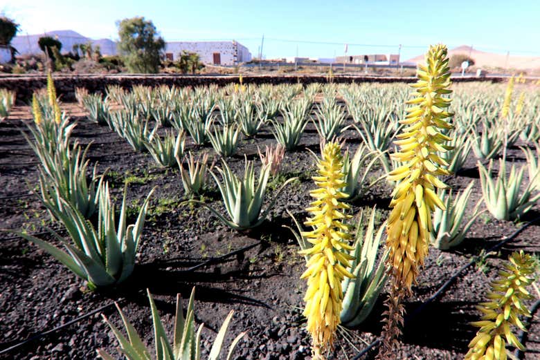 Finca de aloe vera en Gran Tarajal