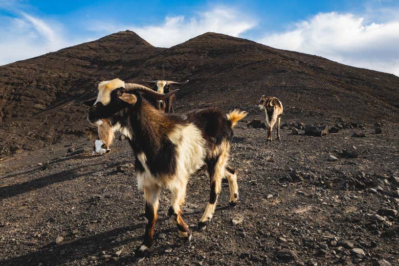 We'll see Majorero goats