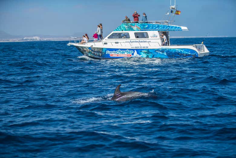 Contemplando a los delfines en las costas de Fuerteventura