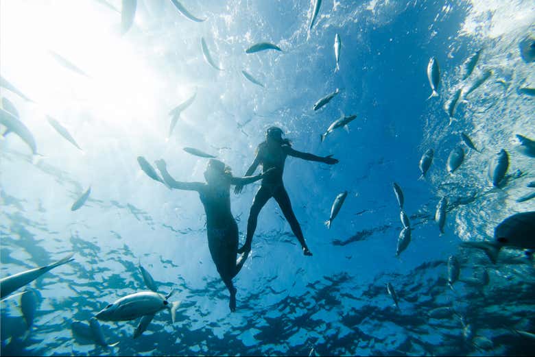 Fauna marina de Isla de Lobos