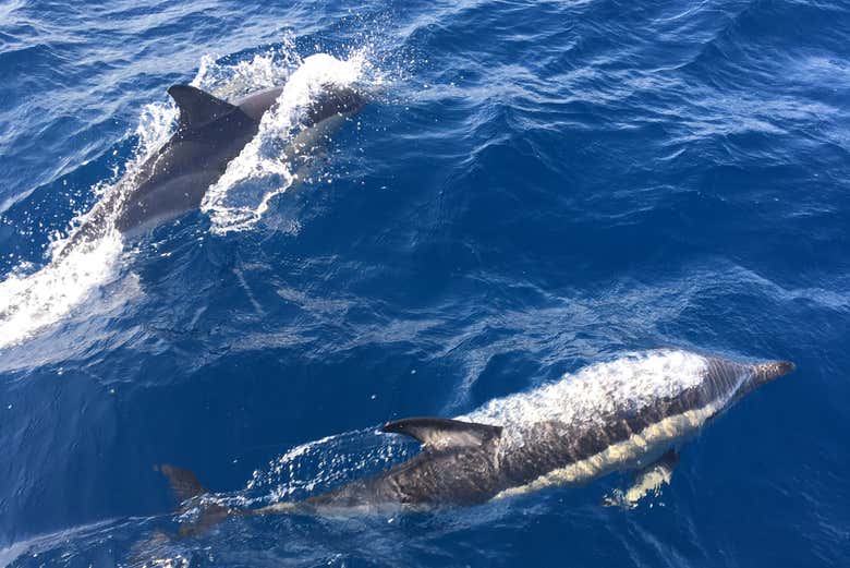 Spot dolphins