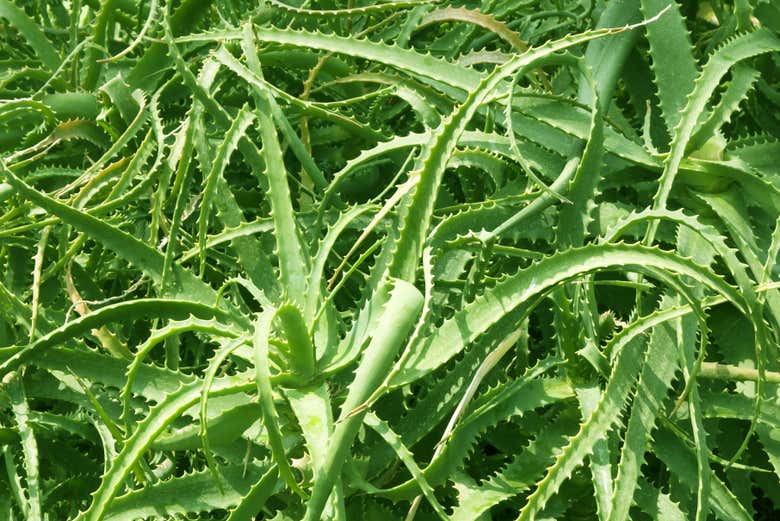 Visitaremos una finca de aloe vera