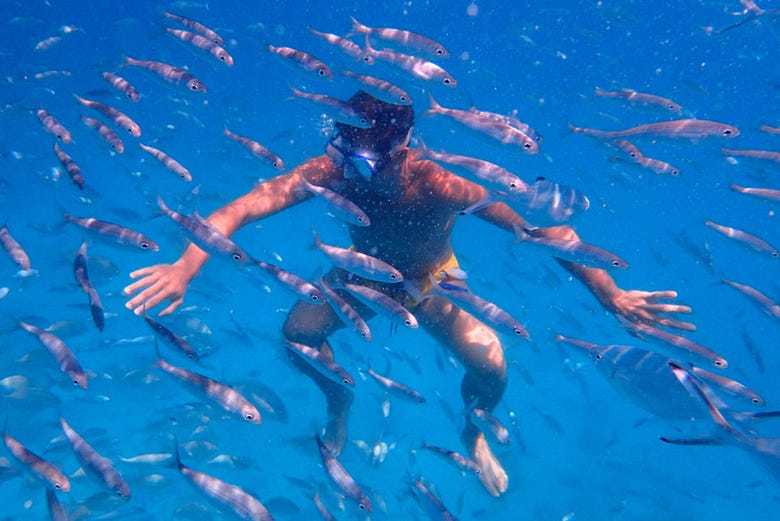Snorkelling with the fish