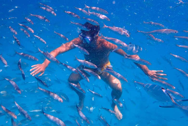 Haciendo snorkel entre peces