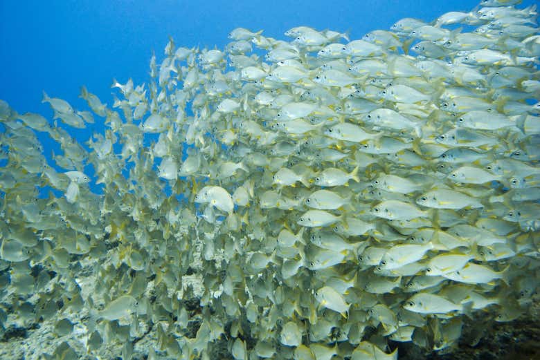 Banc de poissons