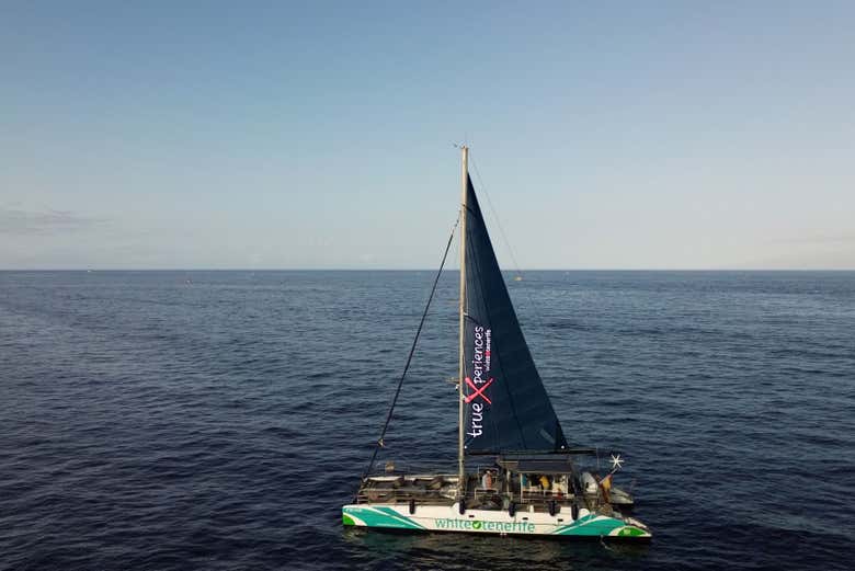 Divisaremos los cetáceos desde el barco