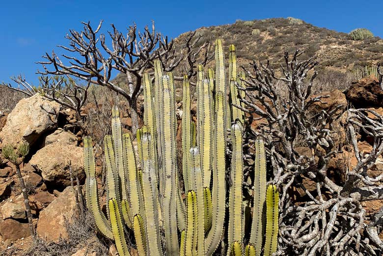 Contemplando a árida vegetação do sul de Tenerife