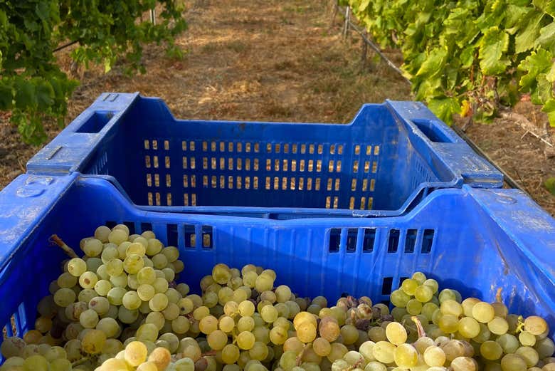 Collect the grapes used for wines