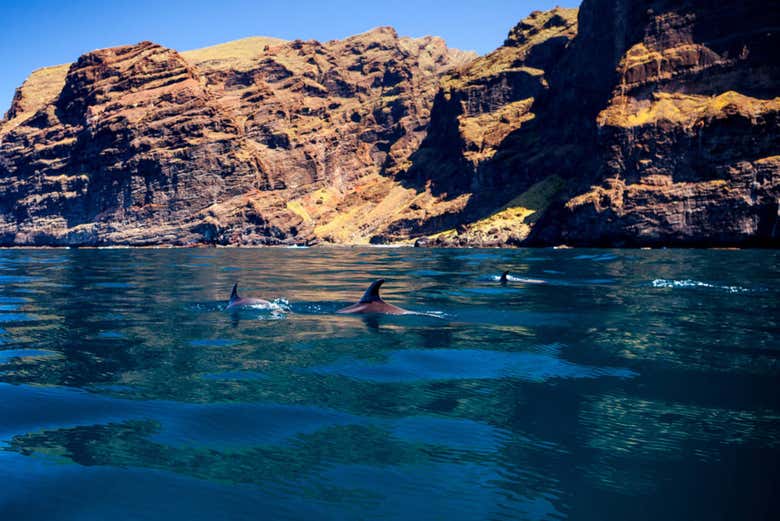 Cetáceos na costa sul de Tenerife