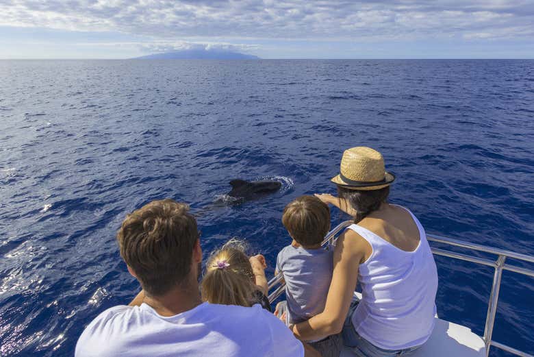 Observation de cétacés en mer près de Tenerife