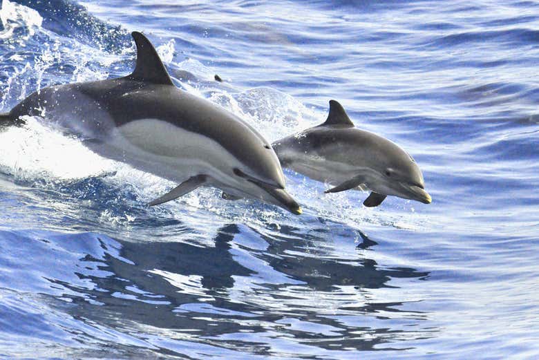 Dauphins près de Tenerife