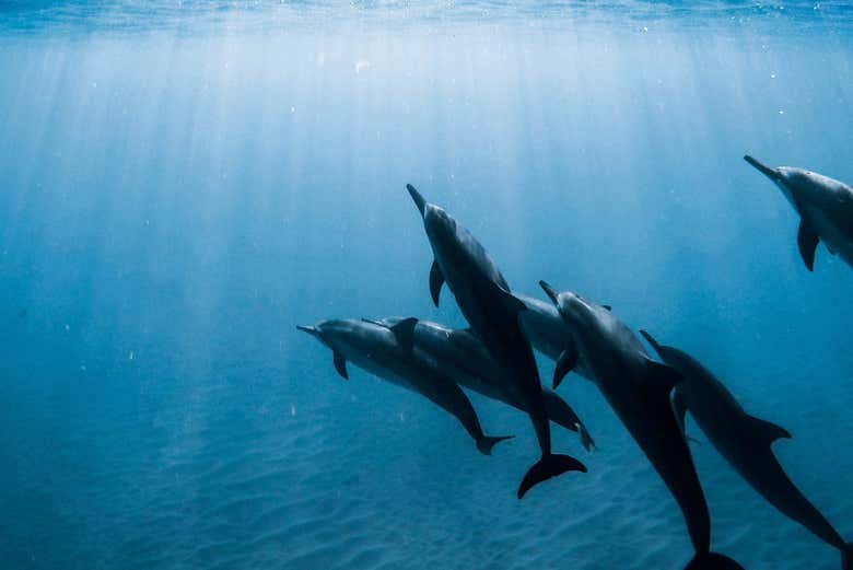 Delfines en las aguas de Tenerife