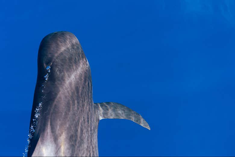 Un ejemplar de ballena piloto