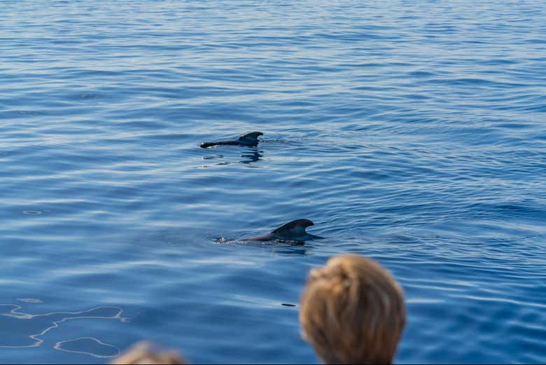 Avistaremos algunas ballenas