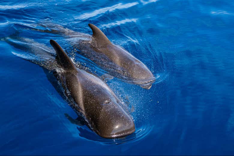 Ballenas desde el barco