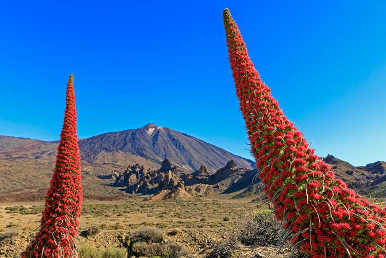 Admirando la flora del Teide