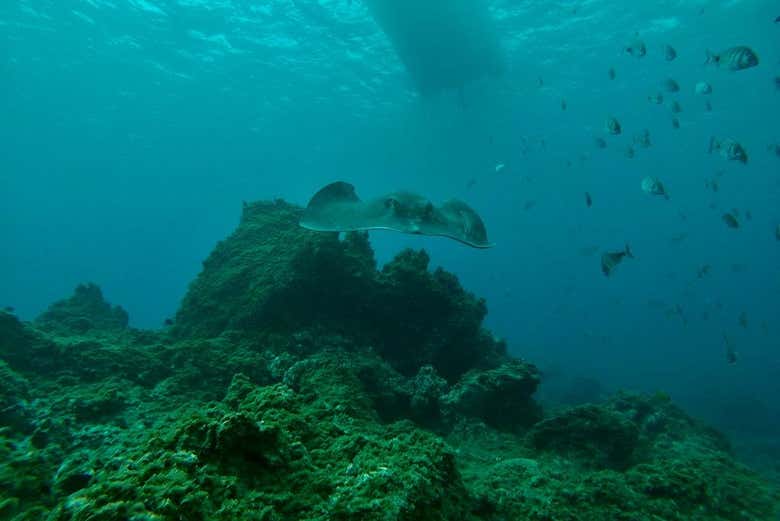 Discovering the secrets of the Atlantic Ocean