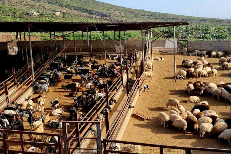 Visit the goat and sheep farm!