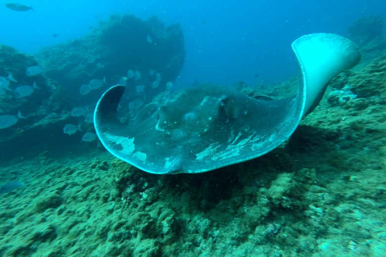 Manta rays on Southern Tenerife's seabed