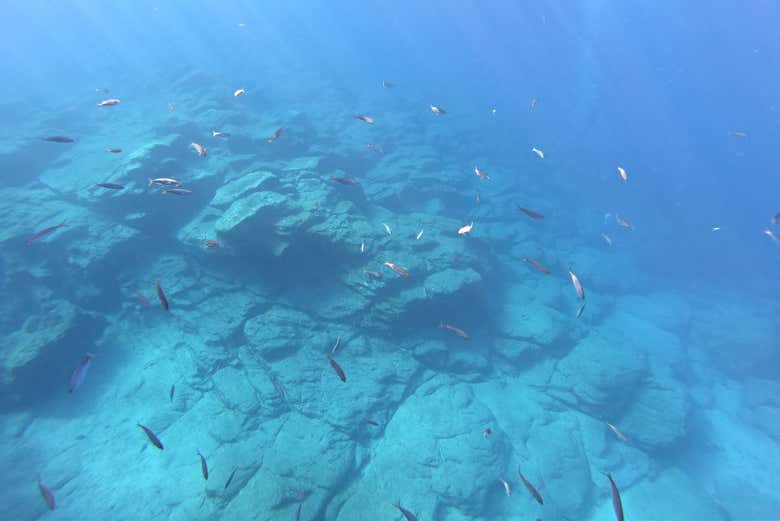 Contemplando os peixes