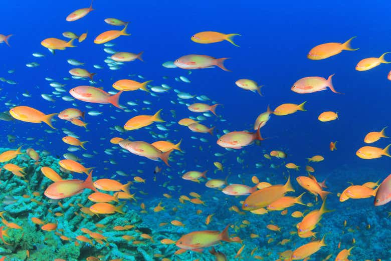 Poissons dans les eaux de Tenerife
