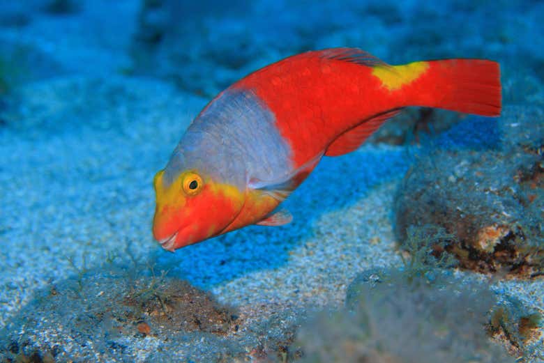 Peixes no sul de Tenerife
