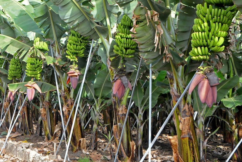 Banana plantation in Tenerife