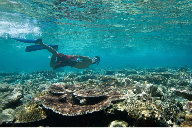 Haciendo snorkel en la costa suroeste de Tenerife