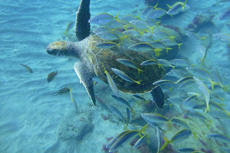 Tartaruga-marinha nas águas tenerifenhas