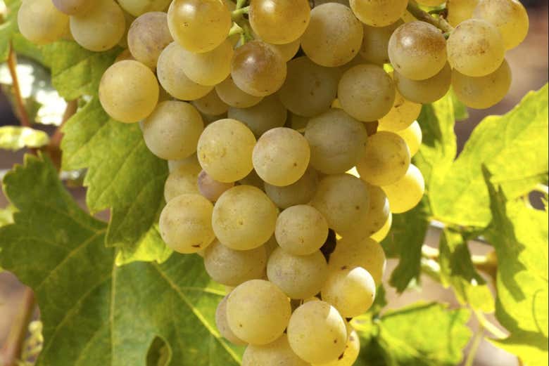 Un grappolo d'uva