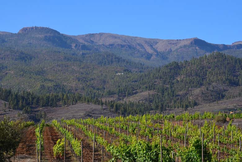 Spend a day surrounded by vineyards