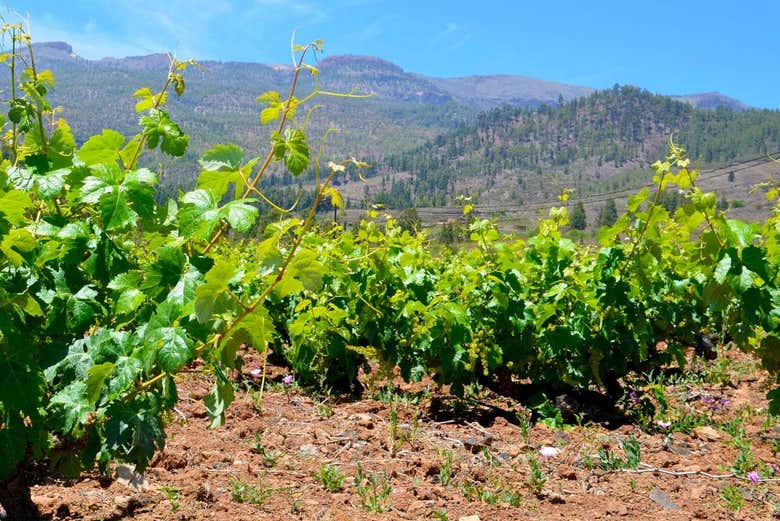Viñedos de Tenerife