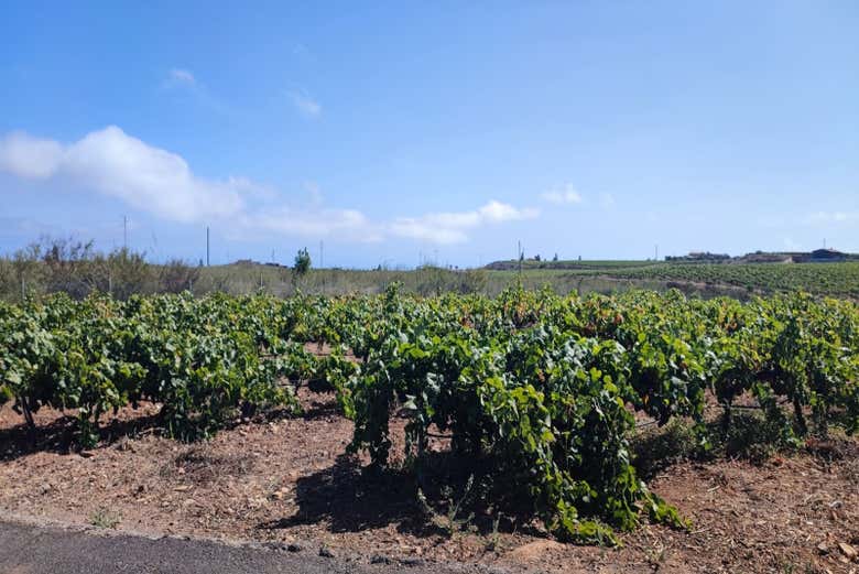 Viñedos de Vilaflor