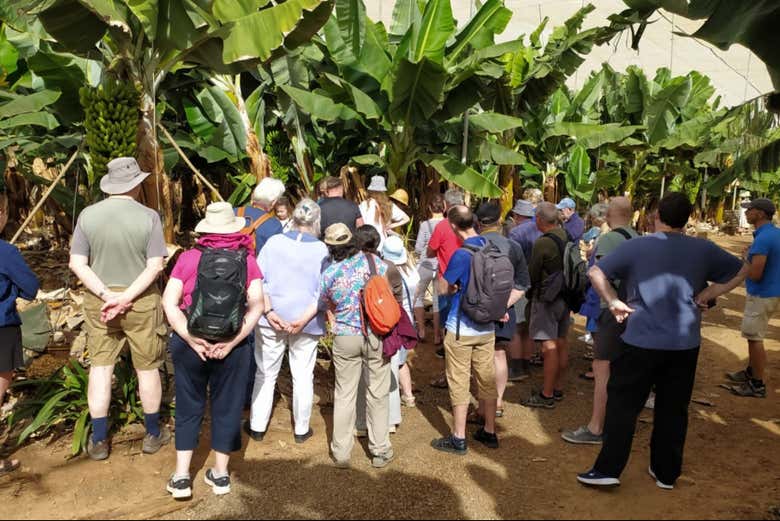 Grupo visitando una platanera en Tenerife