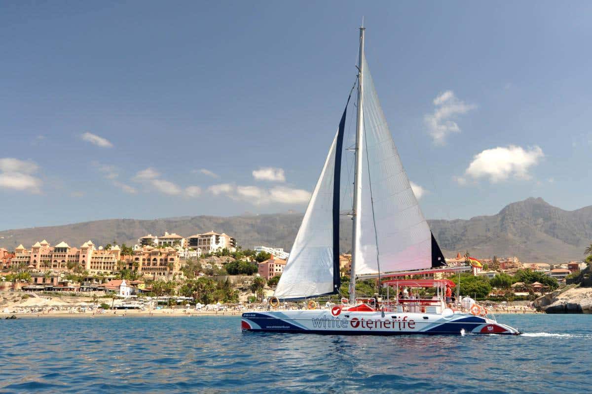 Costa Adeje 5 Hour Whale & Dolphin Catamaran Experience