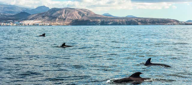 Whale Watching Tenerife