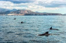 Paseo en velero con avistamiento de cetáceos