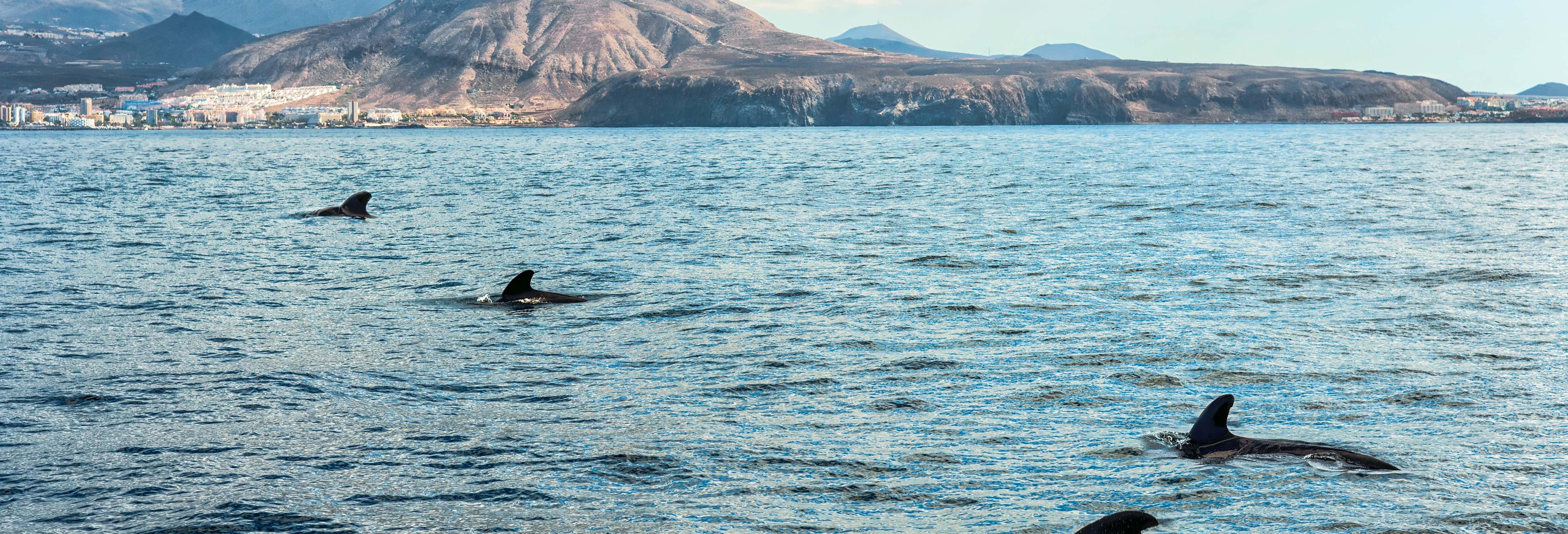 Paseos en barco en Costa Adeje