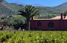 Tour del vino por el sur de Tenerife