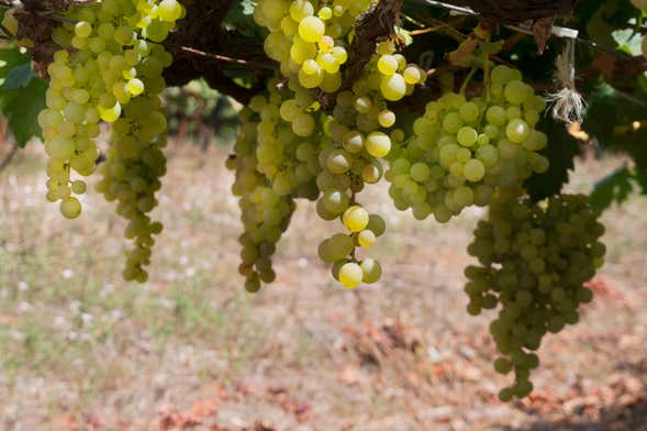 Tour del vino por el sur de Tenerife