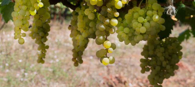 Wine Tour of South Tenerife