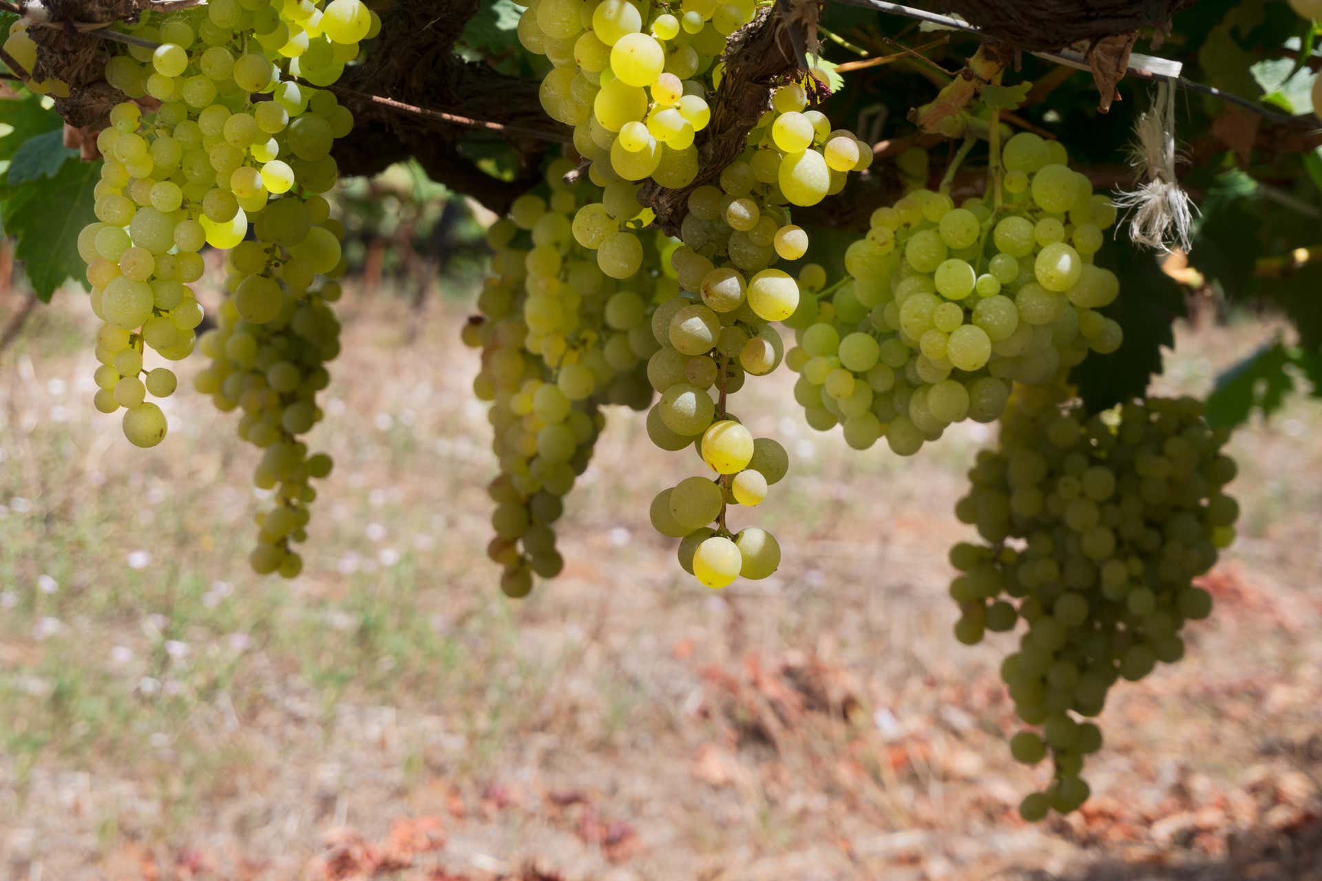 Tour del vino nel sud di Tenerife